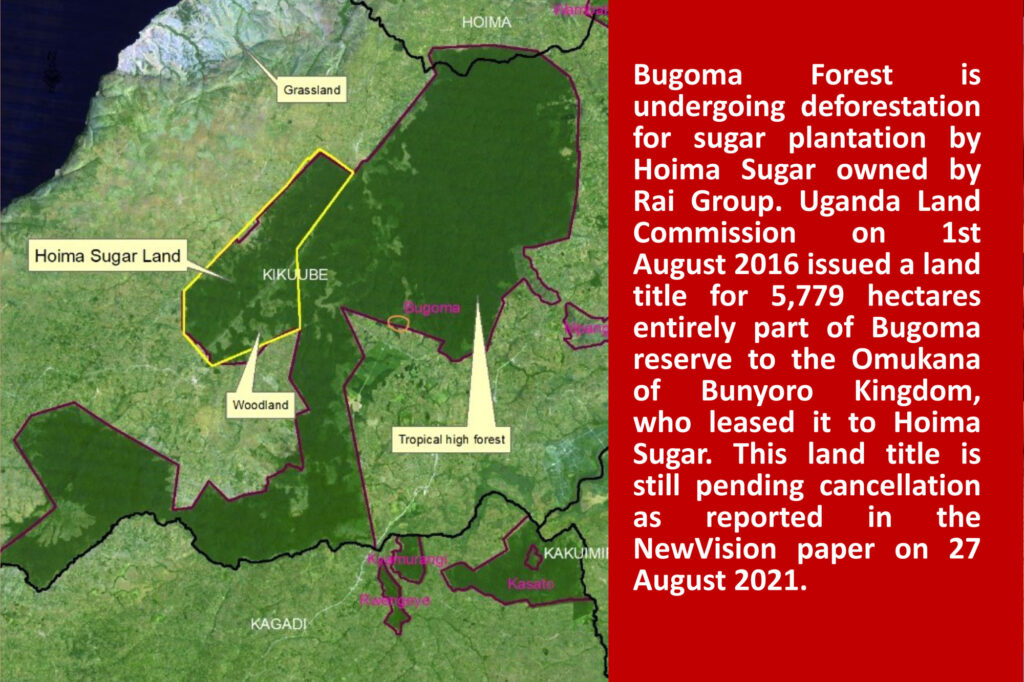 The Campaign to Save Bugoma Forest
