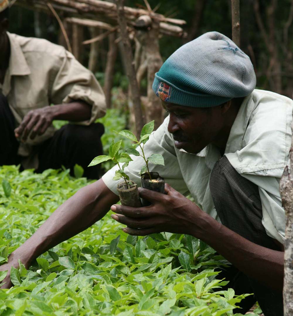 Trees for Global Benefits