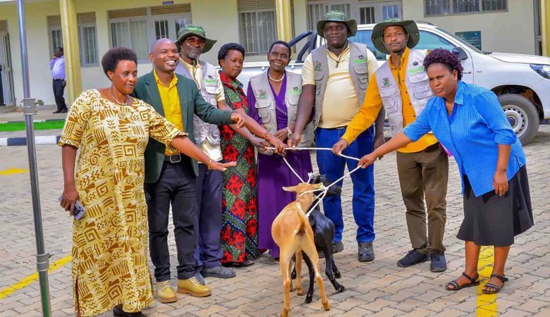 ECOTRUST Distributes Ruminant Animals to Model Agroforestry Farmers in Kamwenge District